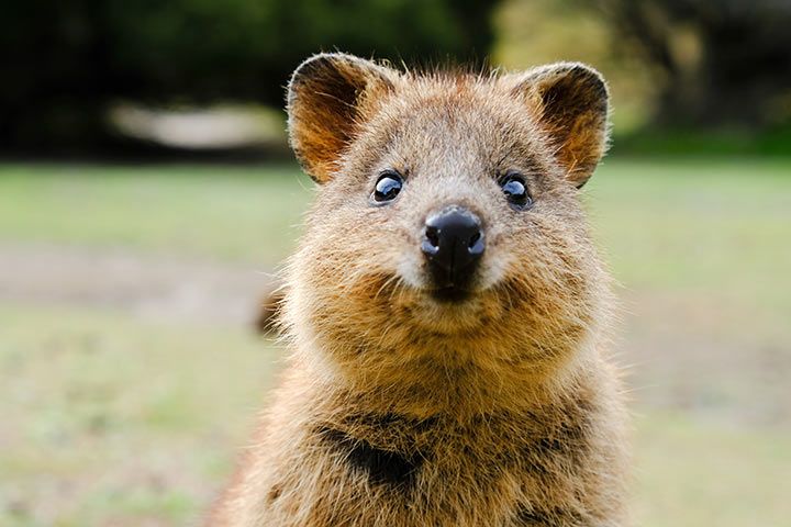 quokka_happy_l.jpg