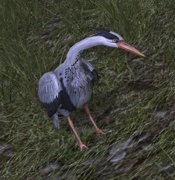 Friendly_Heron.jpg